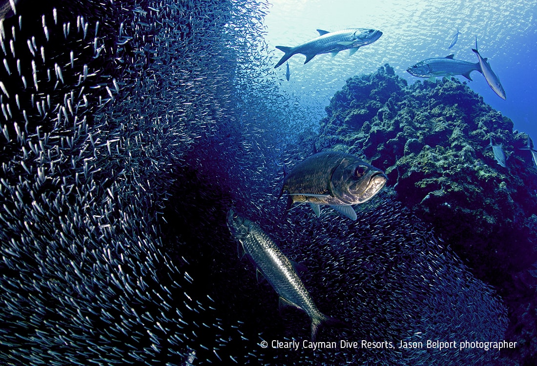 Like a silvery aquatic wolf pack, a group of tarpon converges on a massive school of silversides during the annual summer migration of these tiny fish.