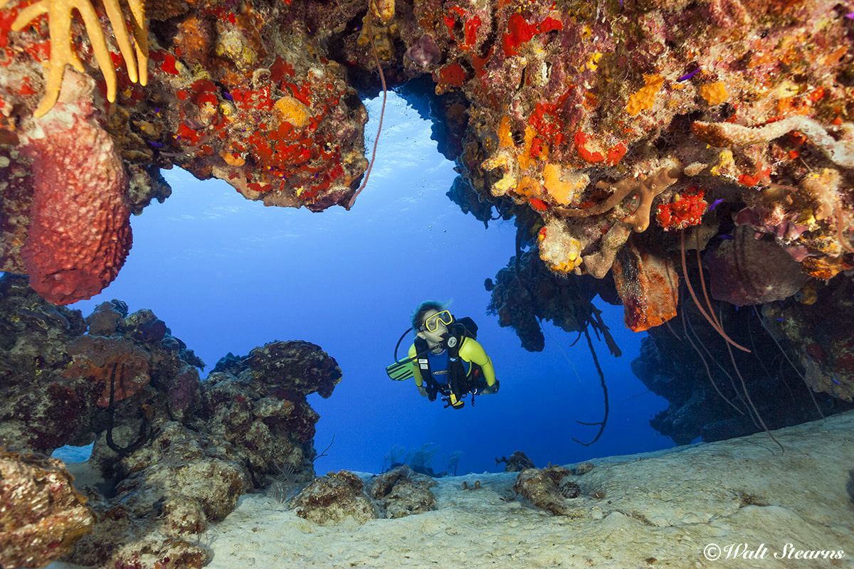 The Palancar Wall is riddled with a maze-like network of swim-throughs and canyons.