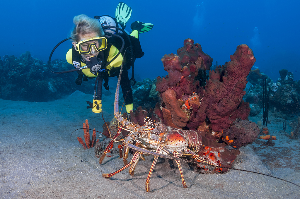 Diving in St. Kitts