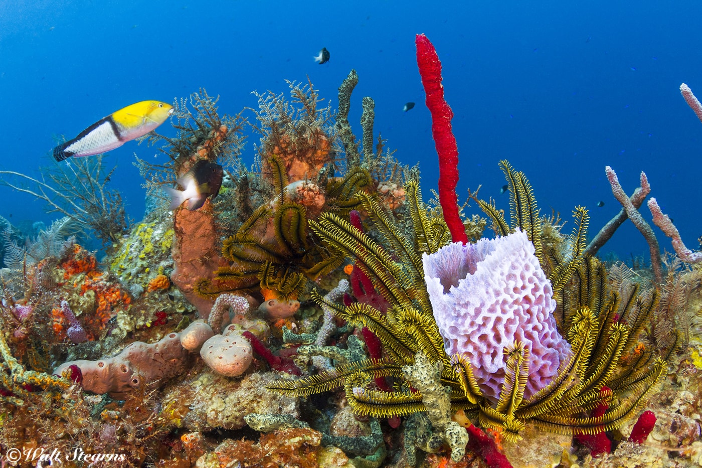 Colorful coral reefs are just a short swim from the beach at BodyHoliday. 