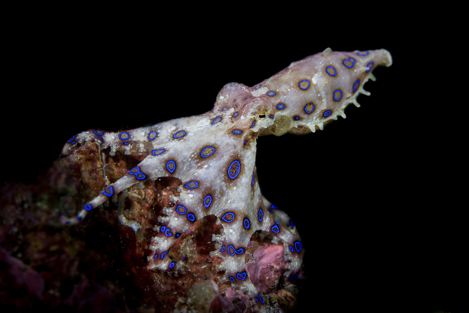 blue ringed octopus eating a crab