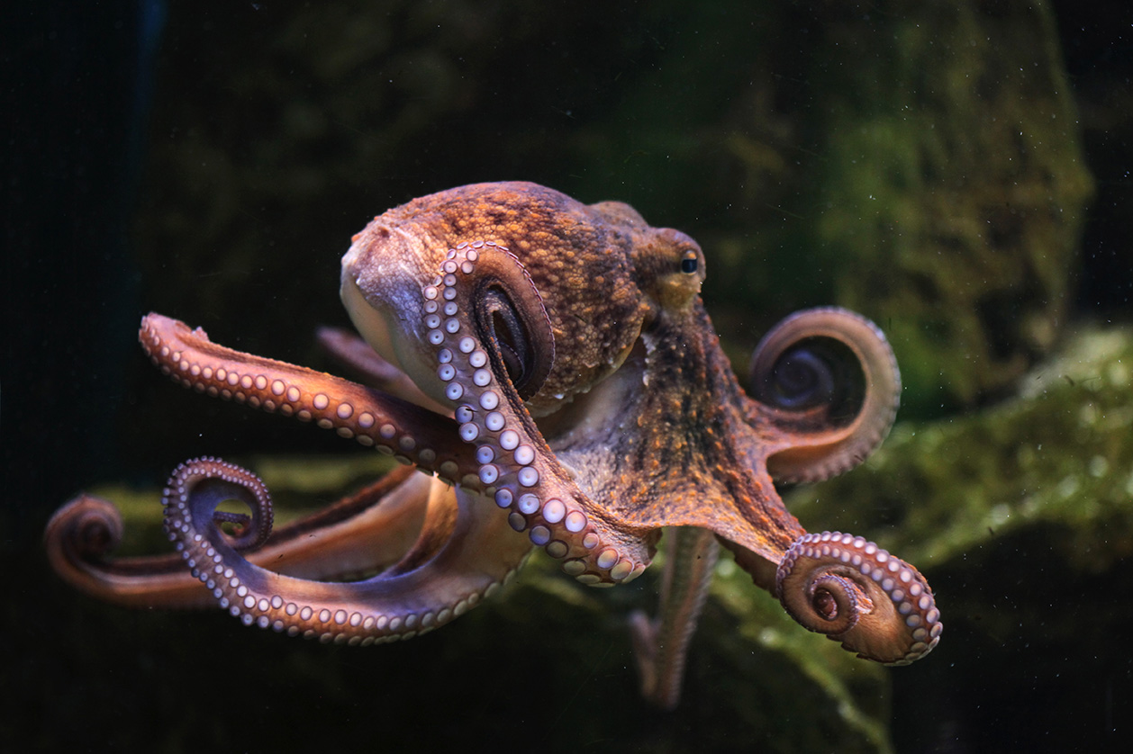 Common Atlantic Octopus