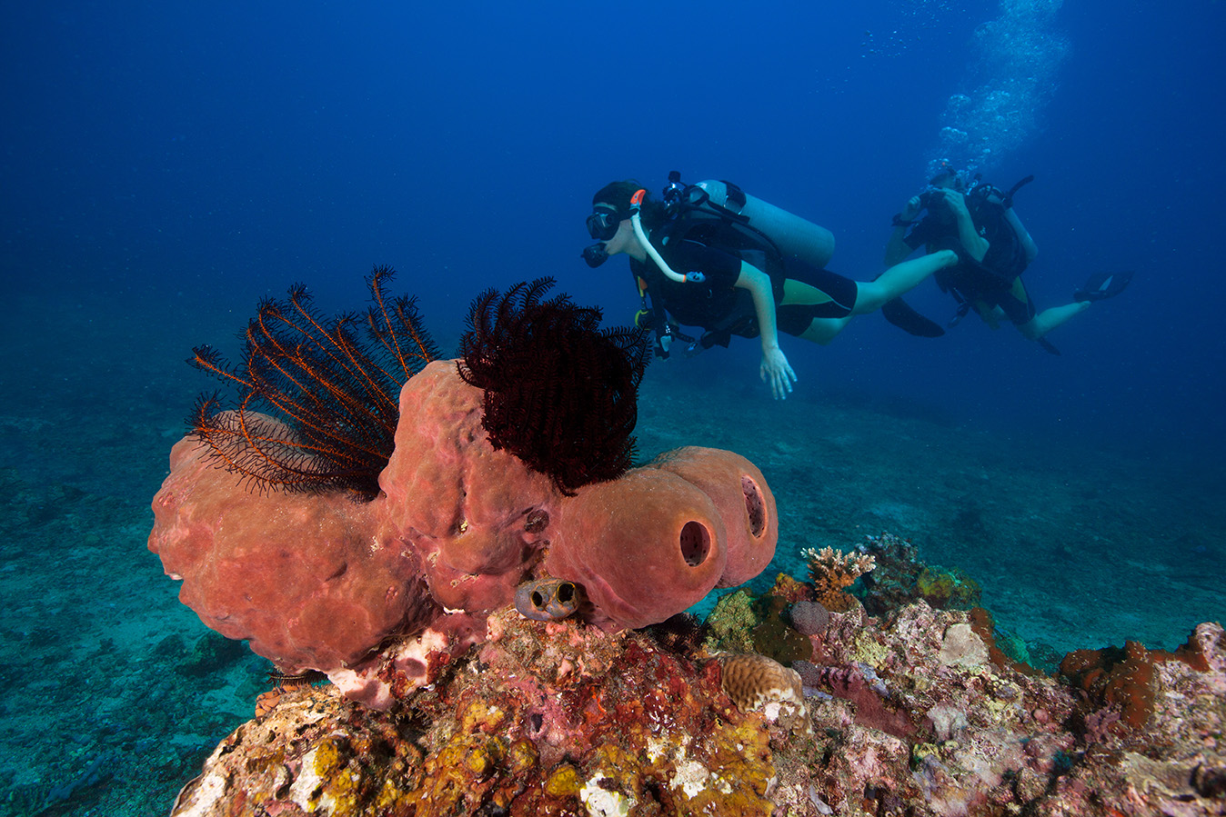 Diving in St. Kitts