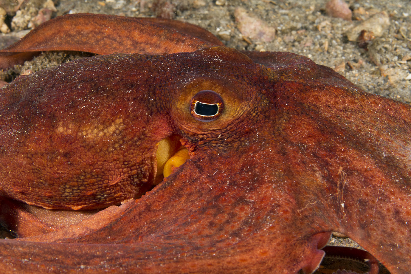 Wild Red Octopus Carbon