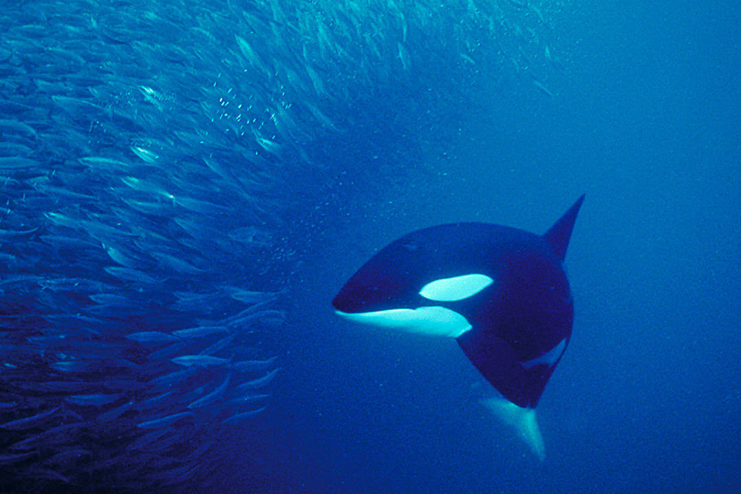 An orca confronts a school of herring in the cool water of a Norwegian fjord.