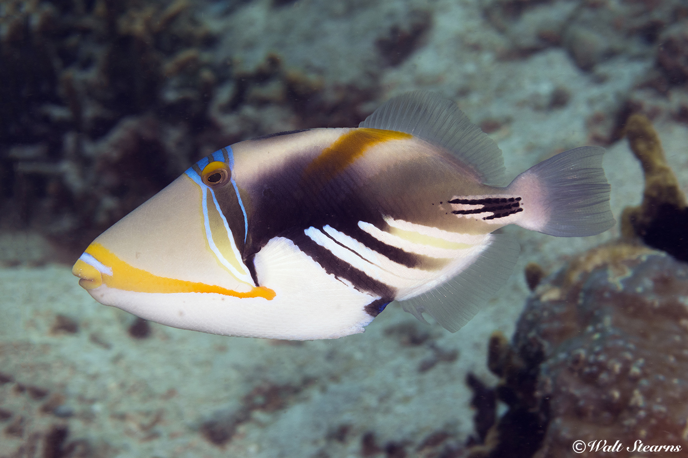 The Picasso triggerfish shows the bold color patterns typical of its namesake artist's works.