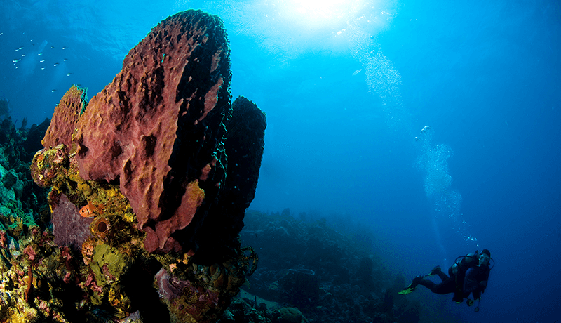 At deeper sites such as Dangleben’s Pinnacles large sponges were not affected by the storm surge.