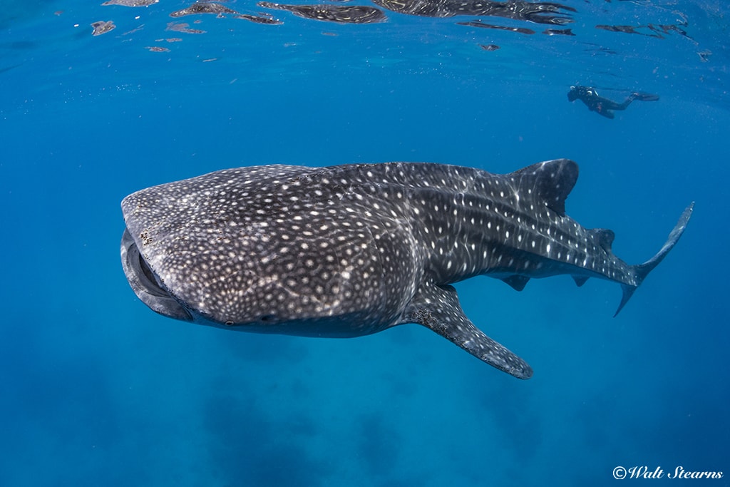 In Oslob, divers and swimmers can interact with whale sharks in clear water.