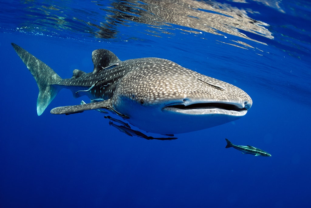 Whale sharks can be encountered year-round in the Maldives.