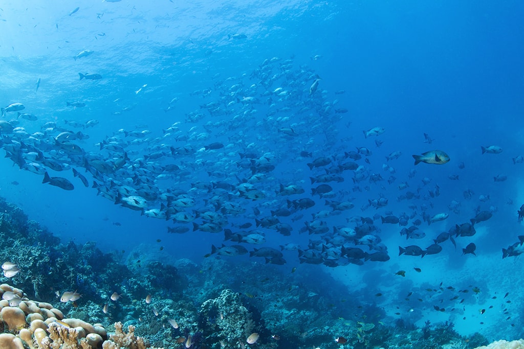 The reefs of the Somosomo Straits are often covered in large schools of fish, which gather to feed on nutrients brought by the currents. Photo: Markus Roth.