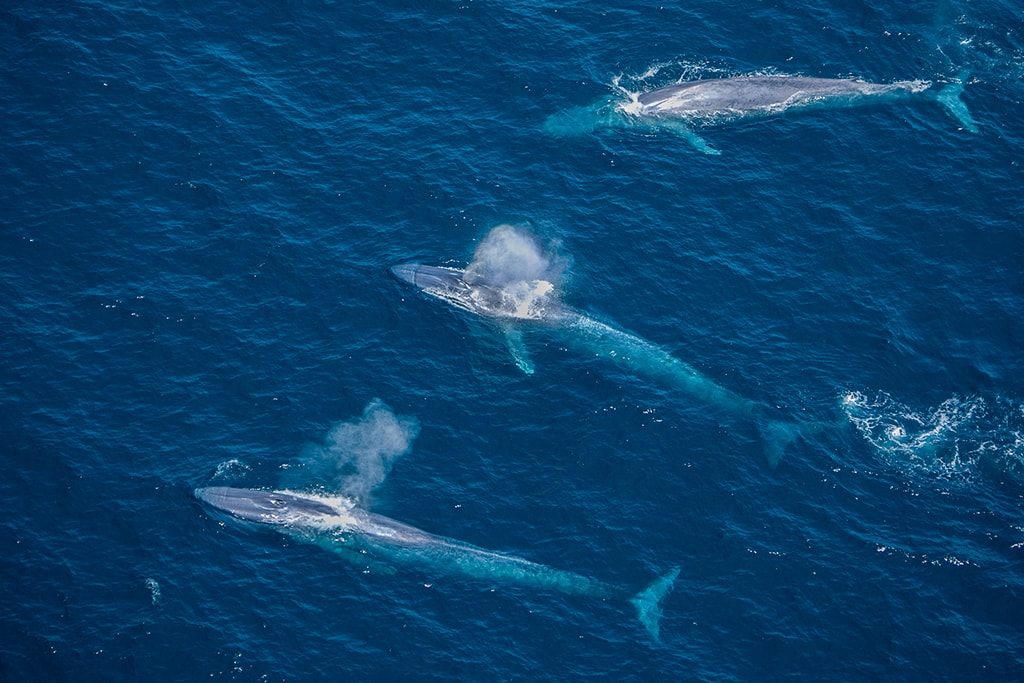A group of blue whales come to the surface off the California Coast.