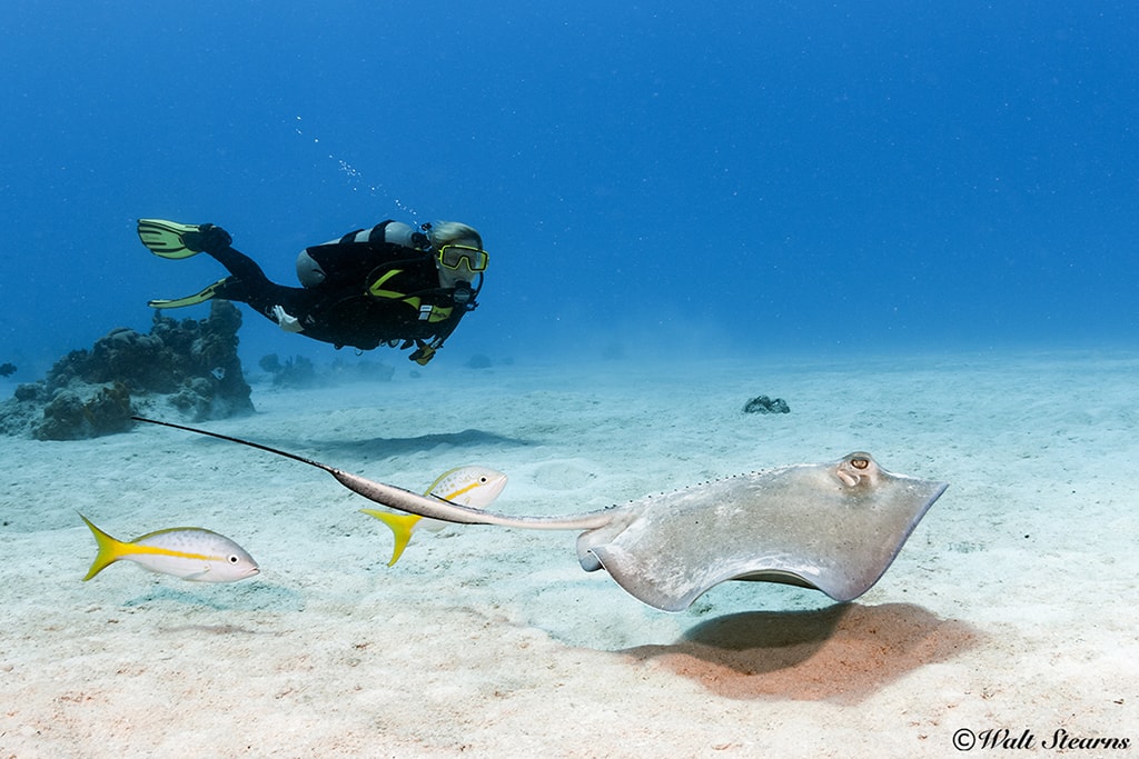 A diver follows a hunting stingray at a shallow site Punta Sur. A diver follows a hunting stingray at a shallow site Punta Sur.