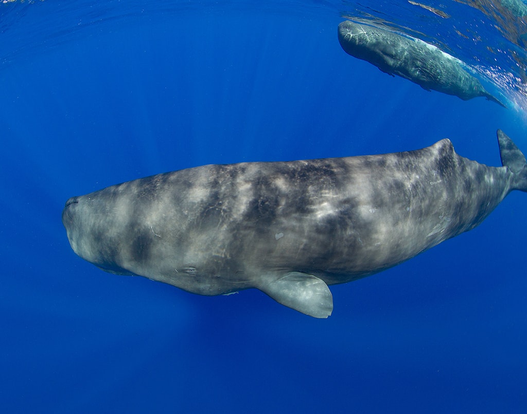 Dominica is one of the few places in the world where it is possible to swim with sperm whales.