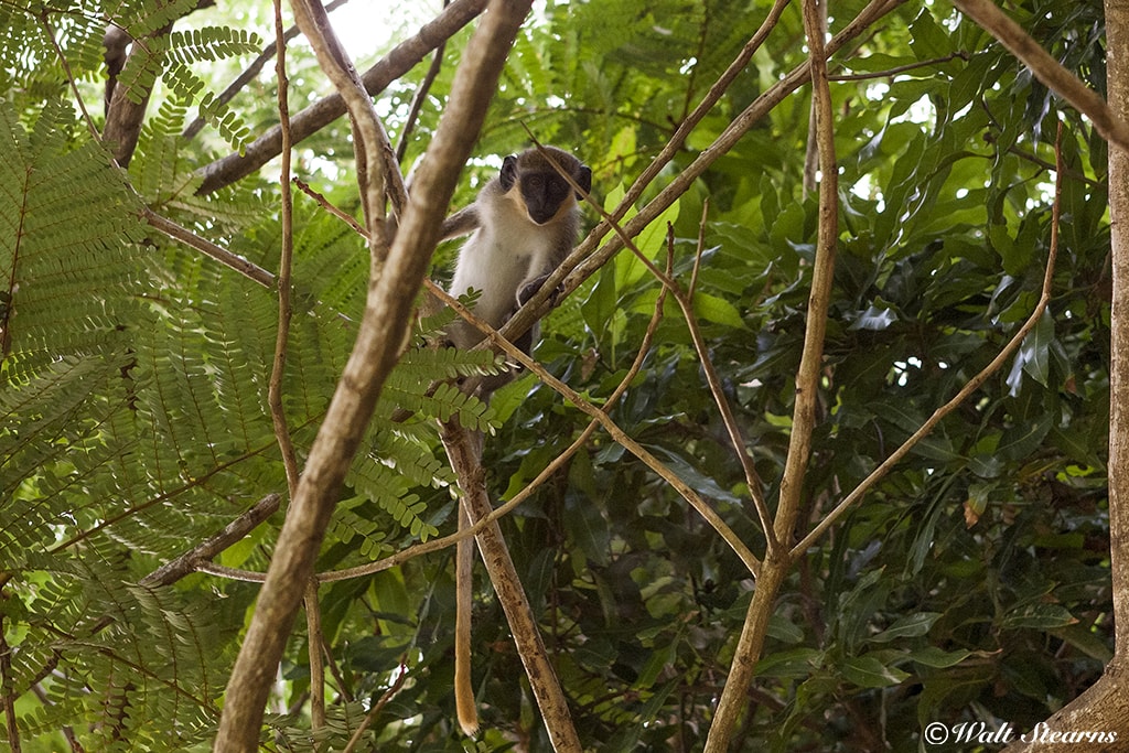 Originally brought from African, vervet monkeys have lived on St. Kitts & Nevis for over 300 years. Originally brought from African, vervet monkeys have lived on St. Kitts & Nevis for over 300 years.