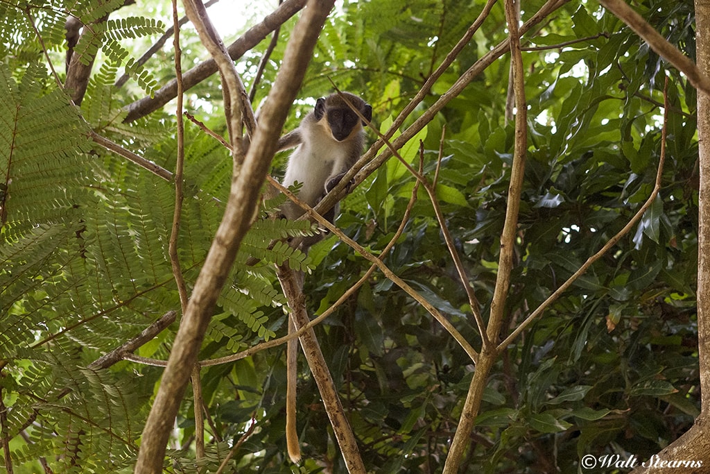 Originally brought from African, vervet monkeys have lived on St. Kitts & Nevis for over 300 years.