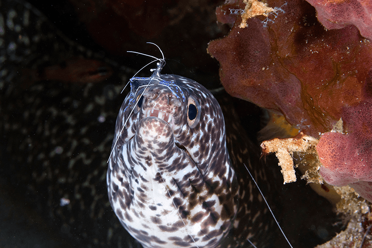 A spotted moray receives grooming services from a cleaner shrimp.