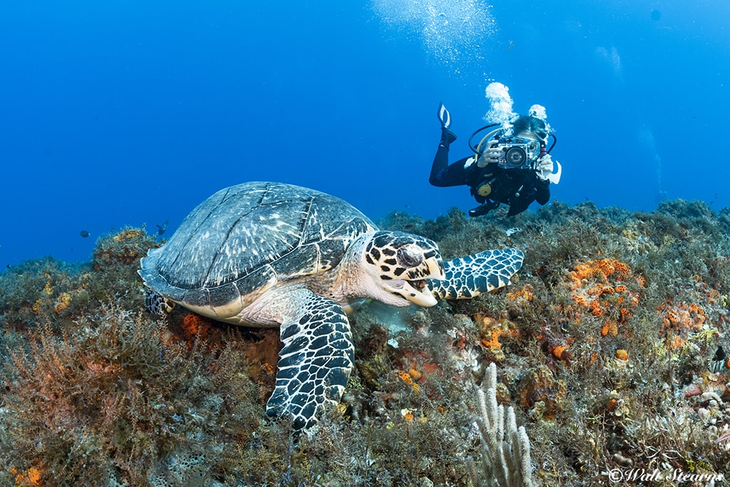 Paradise Reef is a good place to encounter sea turtles.