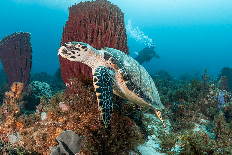 A sea turtle cruising among barrel sponges at Pointe Burgos.