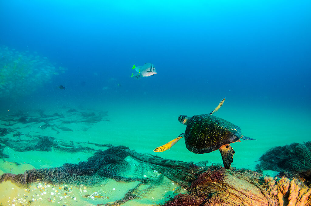 The waters of the Bahia de Loreto National Park are home to a mixture of tropical species and pelagic fish that venture in from the cooler waters of the Pacific Ocean.