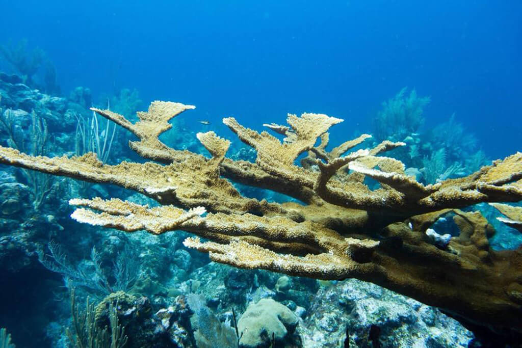 A healthy colony of elkhorn coral in the waters of Roatan near Turquoise Bay Dive & Beach Resort.