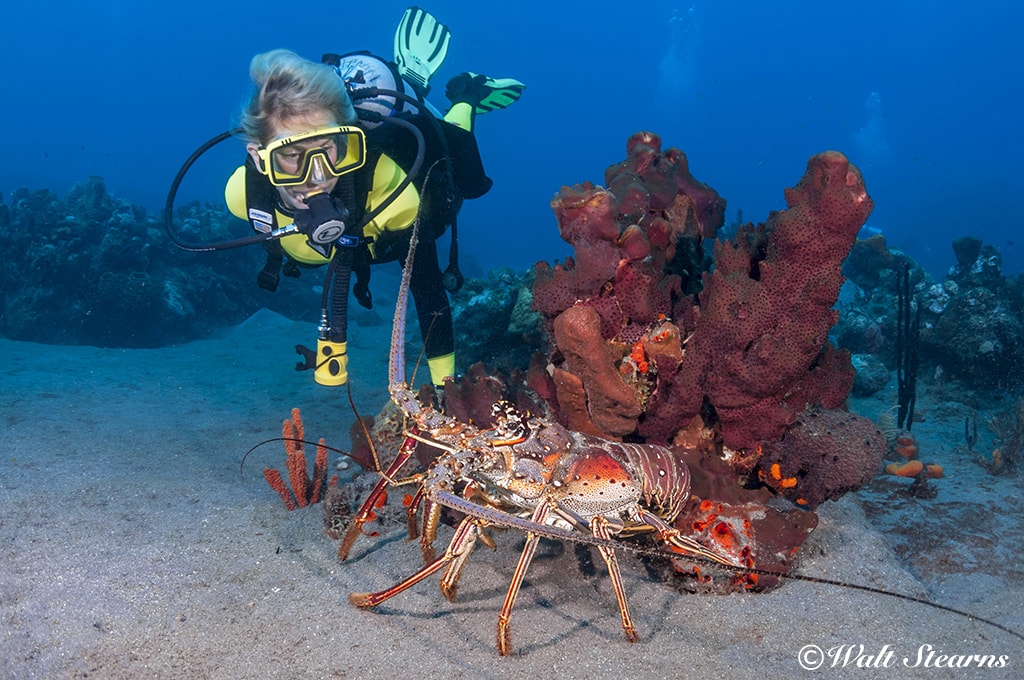 Many dive sites in St. Kitts offer an enticing combination of easy conditions and interesting marine life.