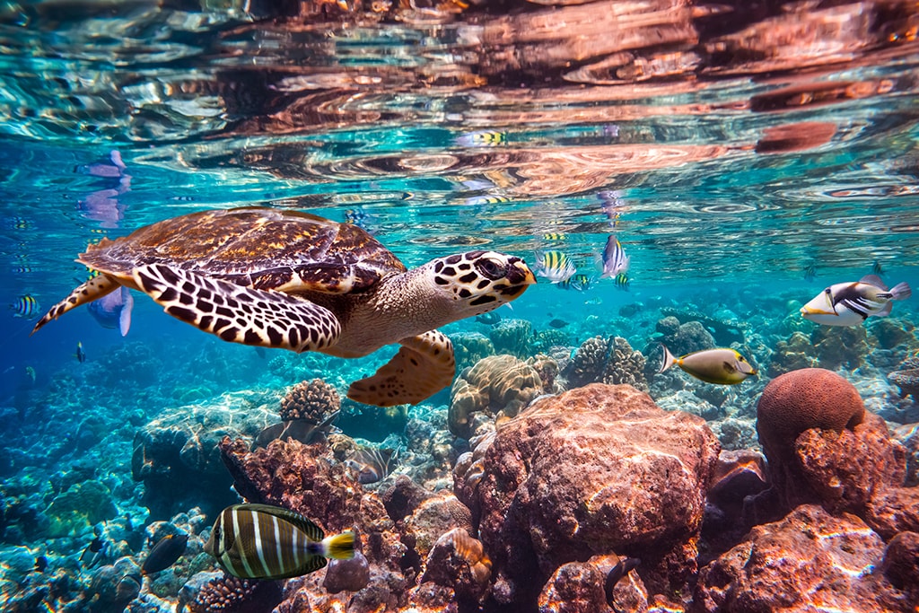 Shallow reefs and coral heads inside atoll lagoons are ideal for snorkeling and relaxing shallow dives.