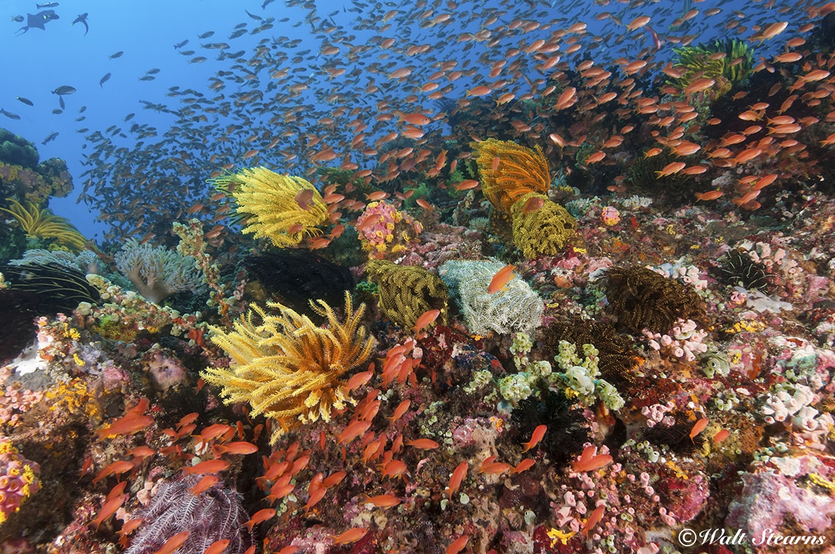 The coral reefs of the Philippines are among the most bio-diverse in the world.