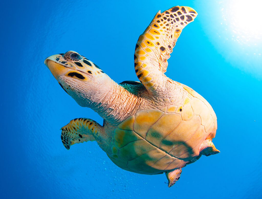 Turtle are frequent visitors to dive sites all along Grand Cayman's western shore.