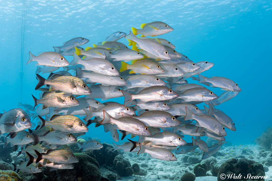 A mixed shoal of fish congregates around a dive boat mooring just off the docks of Captain Don's Habitat.