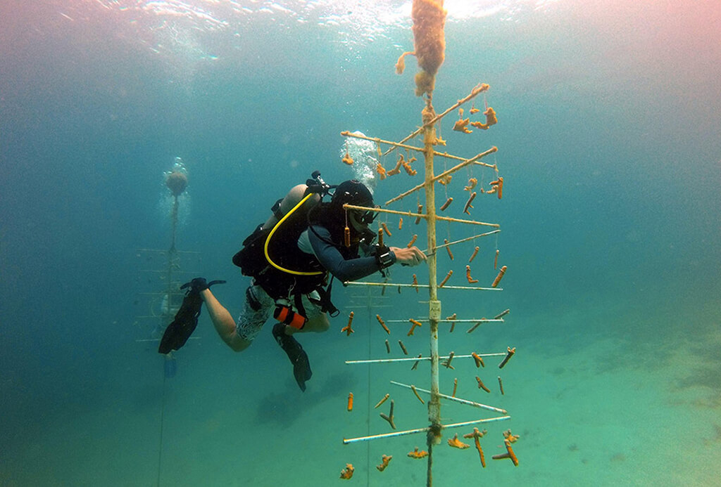 A diver inspects one of the coral trees created by the Subway Watersports team.