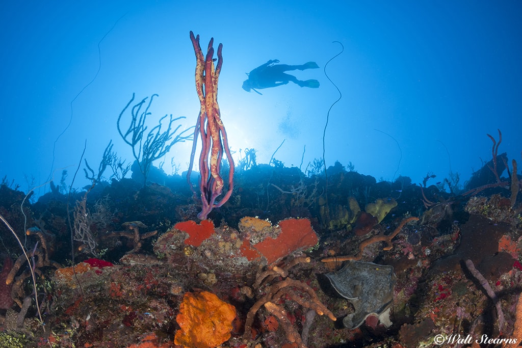 Diving along one of Bonaire’s reef drop-offs