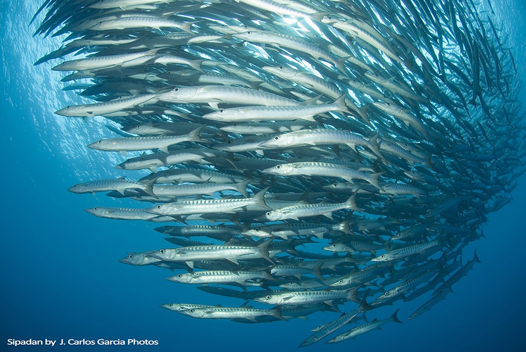 Large schools of barracuda often hover near the steep underwater walls of Sipadan.