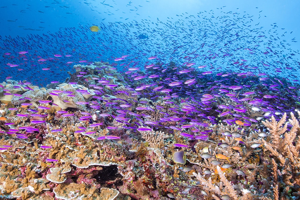 A massive shoal of colorful anthias covers a shallow reef in a moving tapestry of life. Photo Markus Roth.