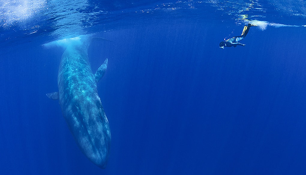 Freediving with a whale is the experience of a lifetime.