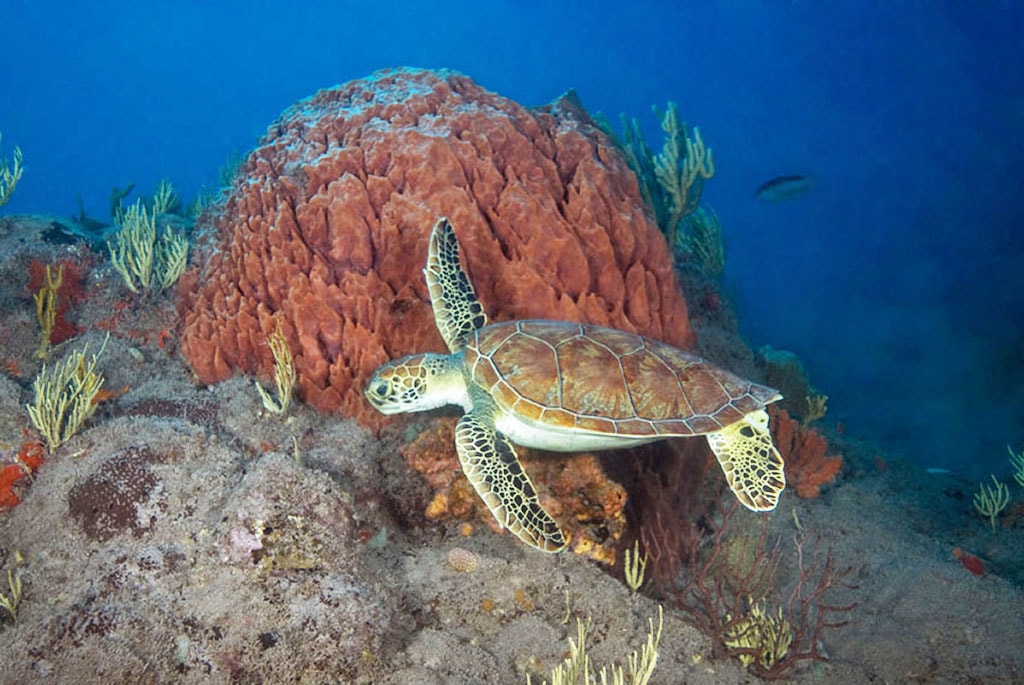 Turtle are common visitors to sites such as Paradise Reef.