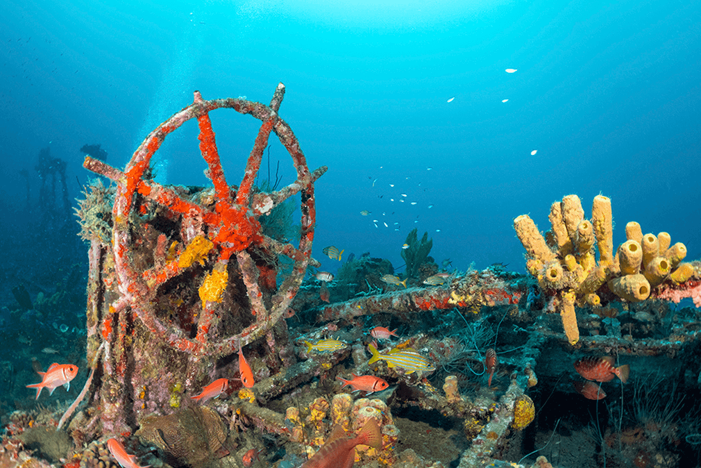 The wheel of the sailing ship Nahoon is enlivened by a colorful coating of corals and sponges.