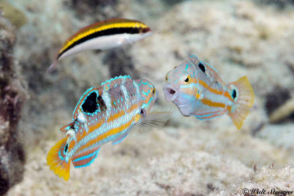 Just yards from shore, divers can run into interesting finds such as this pair of puddingwife wrasse in a head-to-head confrontation.