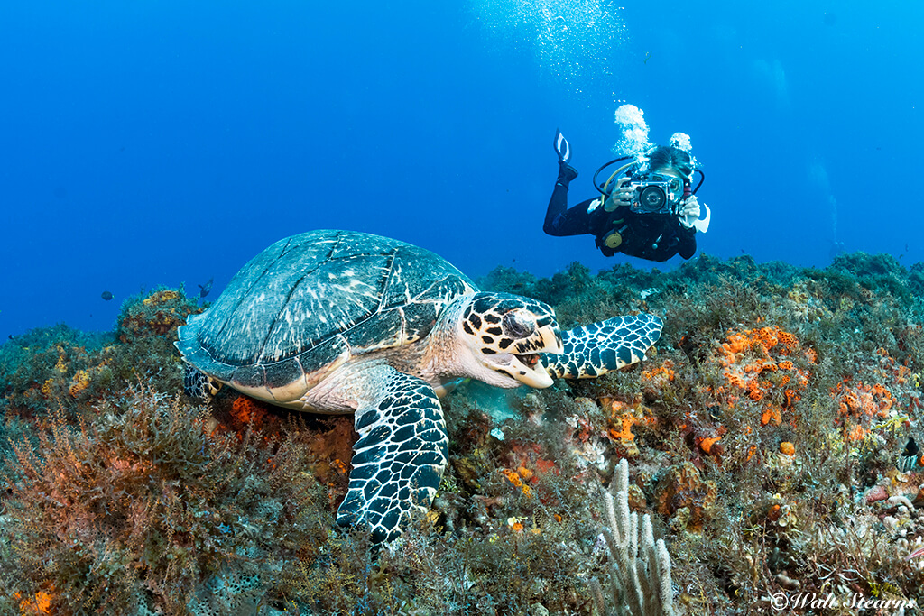 Staying at the front of a dive group may provide additional chances for marine life sightings.