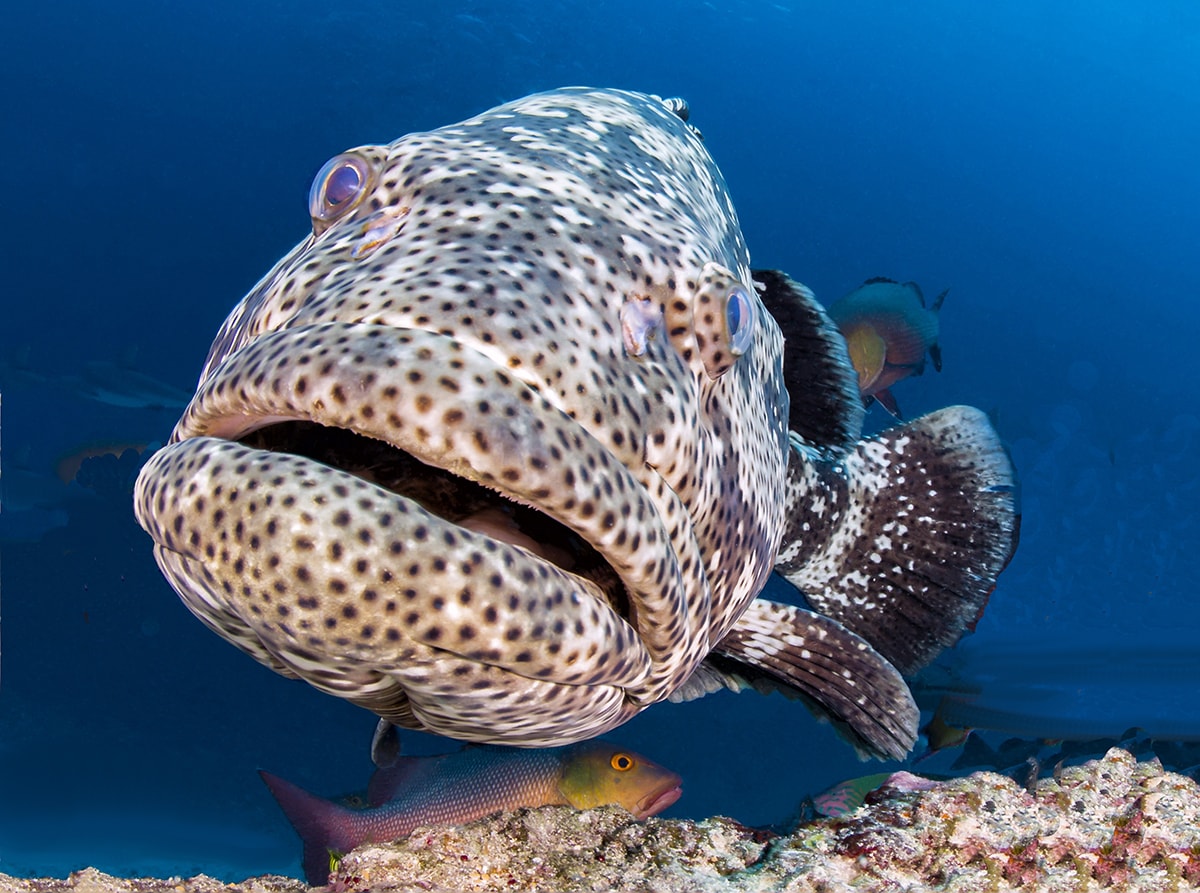 The Namena Marine Reserve provides sanctuary for reef fish such as grouper, which can grow to large sizes in the protected waters. Photo: Markus Roth.