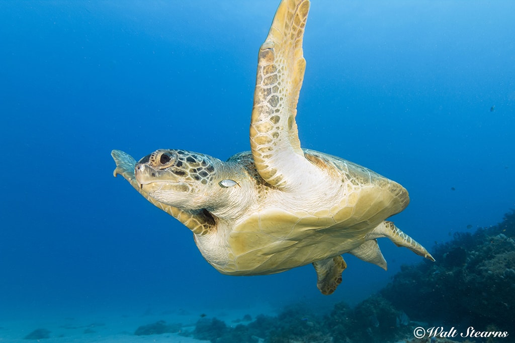 Sea turtles are a common sighting in the waters of Barbados and are especially prevalent around the wrecks found in the Carlisle Bay Marine Park.