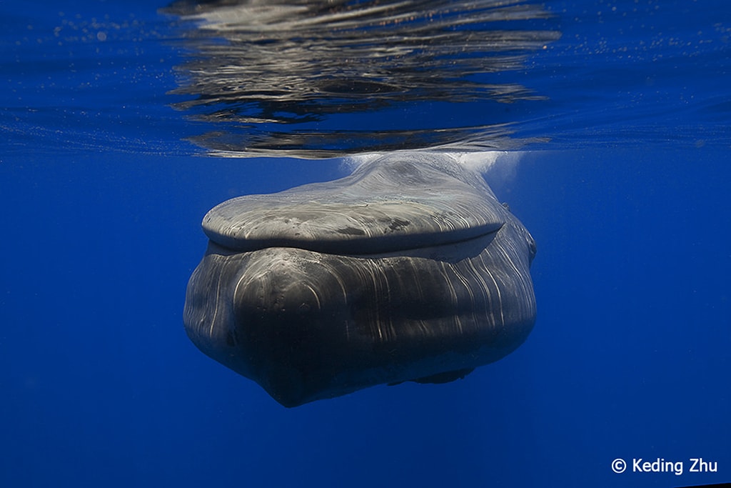 A blue whale comes in for a closer look in the clear waters of Sri Lanka.