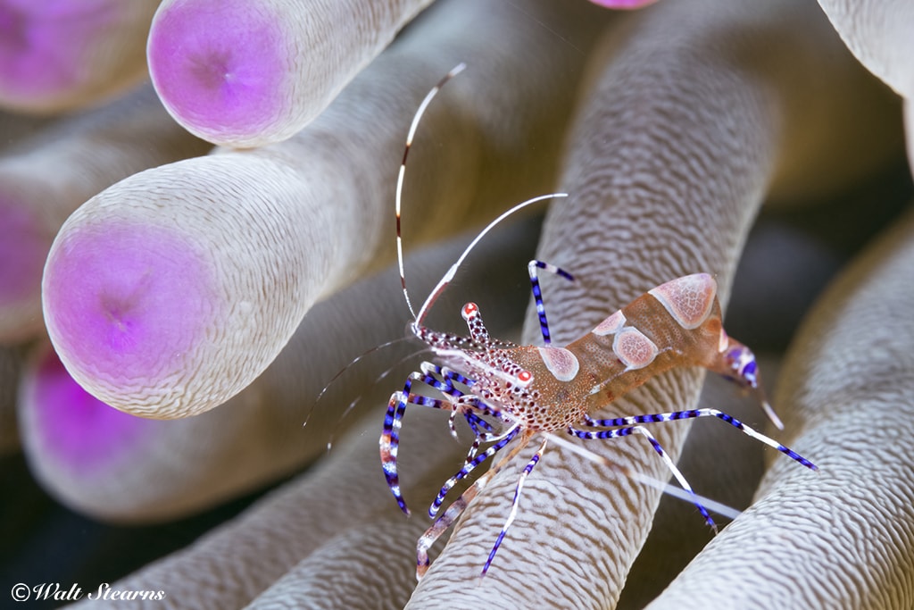 Underwater photographers will find a wealth of small and intriguing subjects in the waters of St. Kitts.