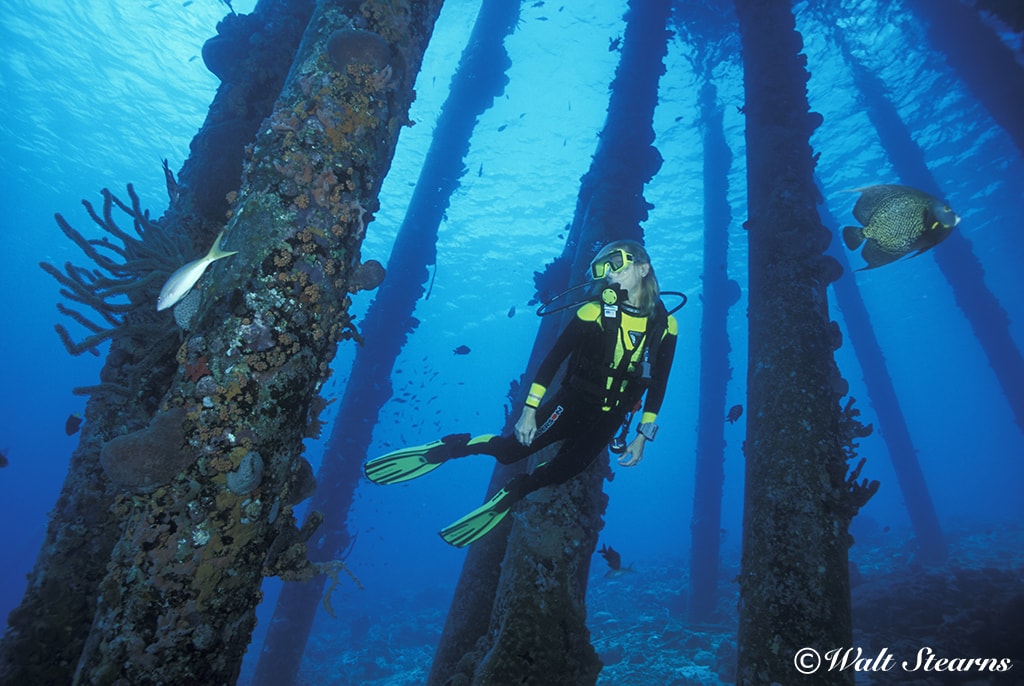 The most common and practical way to dive Bonaire’s Salt Pier down south is by car, as the site is part of Bonaire’s long list of shore dives