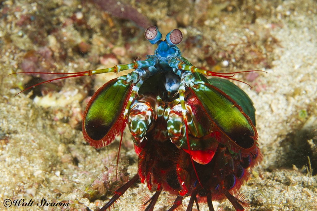 In Puerto Galera, nooks and crevices in reefs hold finds such as this mantis shrimp.