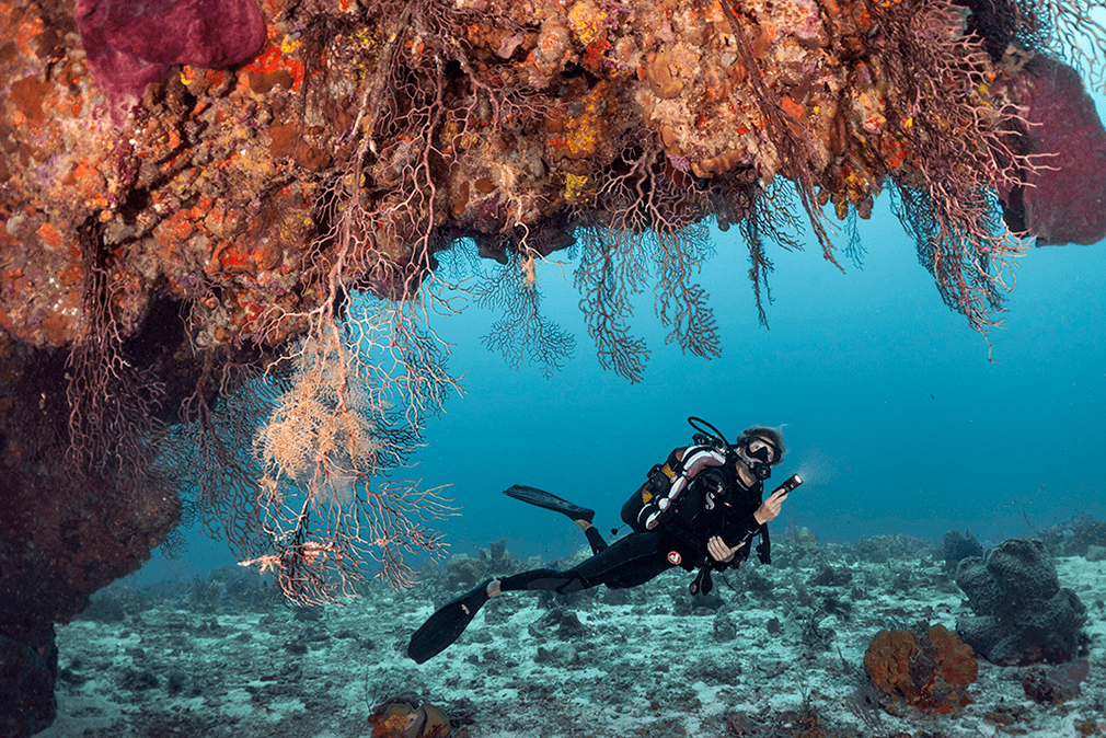 A diver explores an undercut ledge located near the base of Diamond Rock.