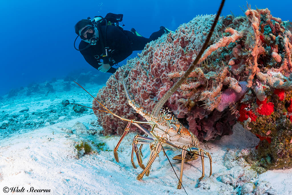 Lobsters are more likely to remain in the shelter of a ledge or crevice during daylight hours, but will sometimes venture into the open.