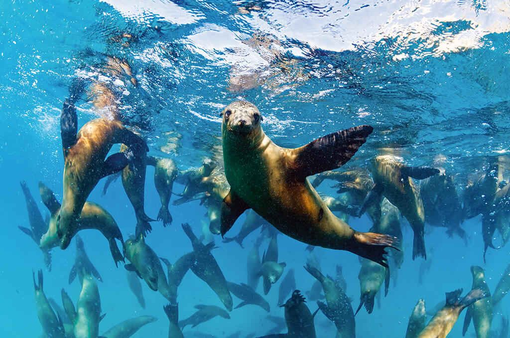 The waters of Loreto are home to pods of playful sea lions.