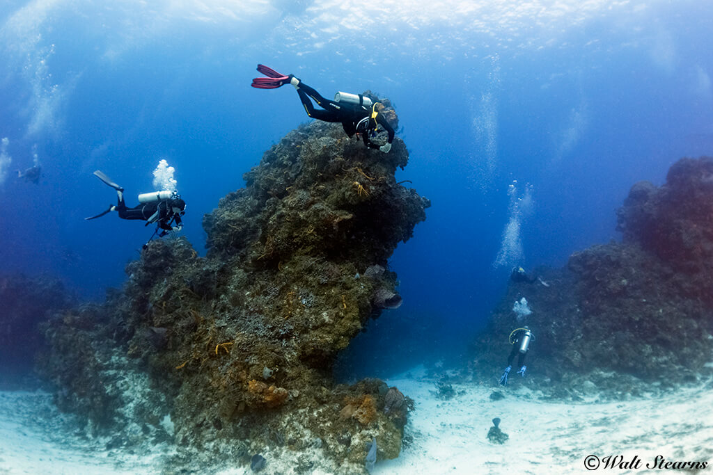 The down-current side of a high-relief coral head often provides a place to duck in out of the current.