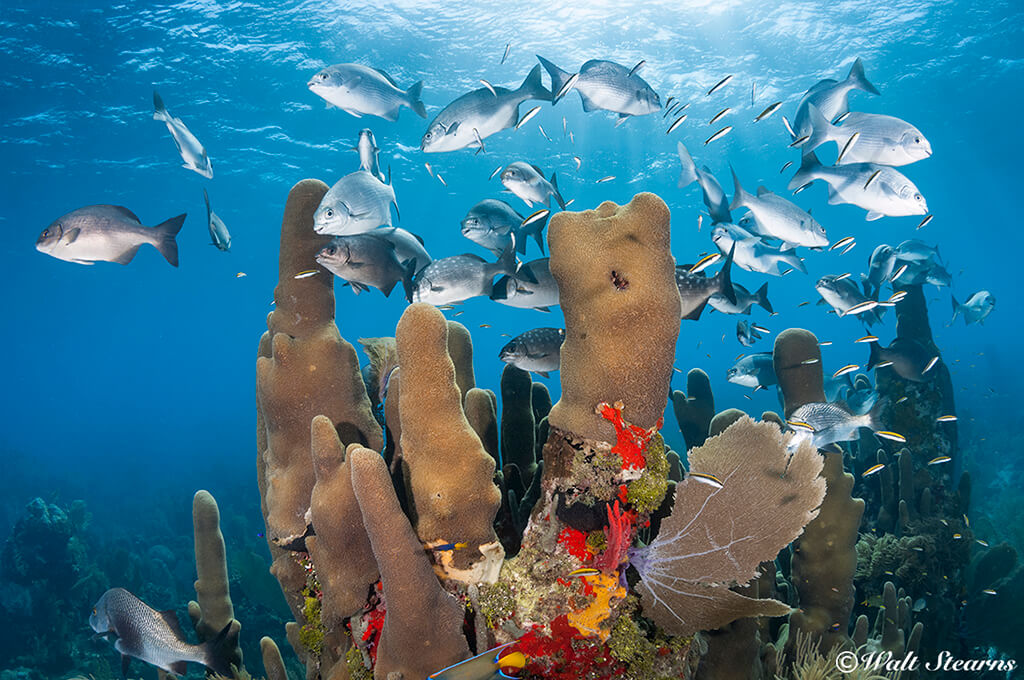 Coral formations create important three-dimensional habitat and shelter for a variety of marine life.