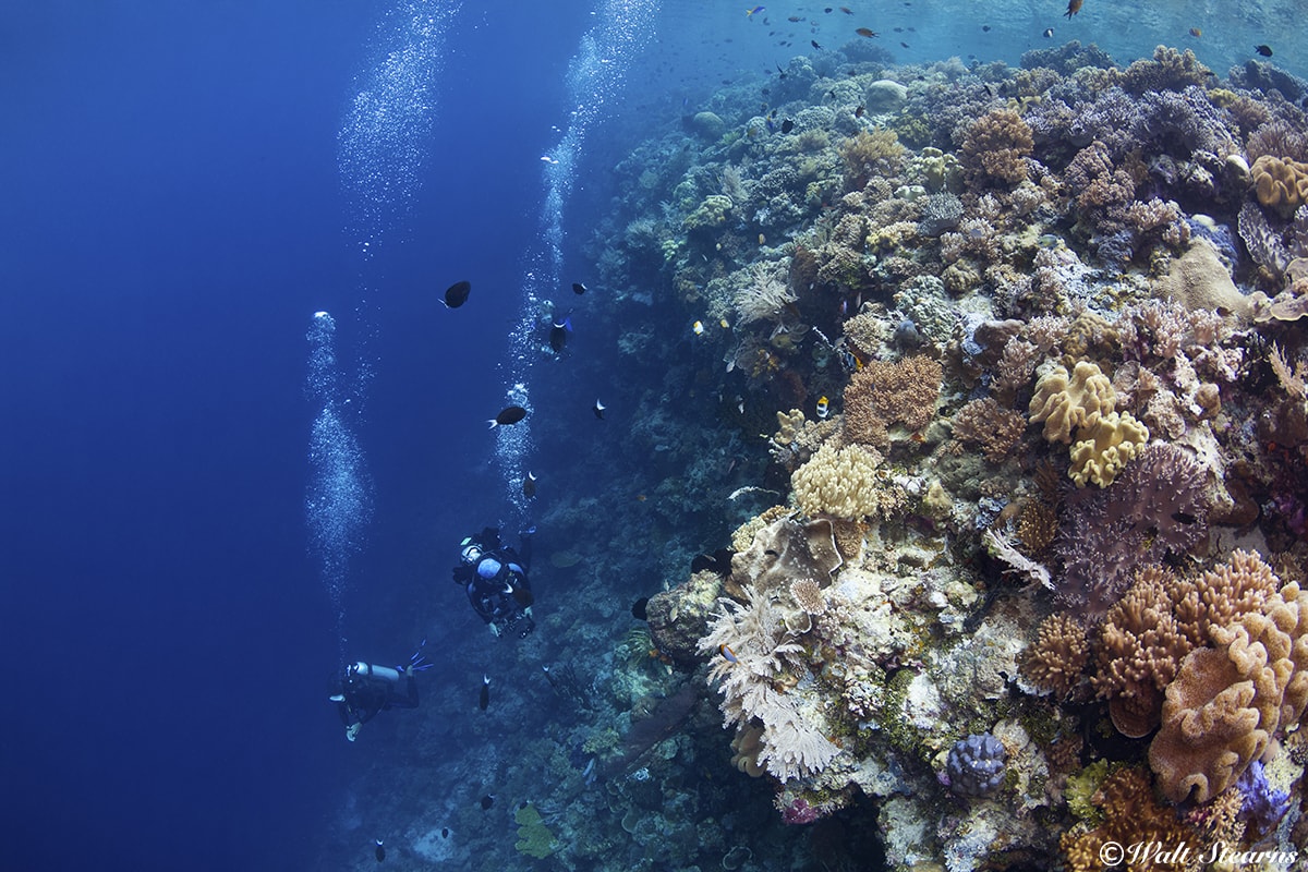 Reef slopes and walls that rise close to the surface create opportunities for multi-level dive profiles.